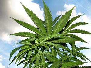 daily-drug-war-digest-september-3-2026-stopthedrugwar